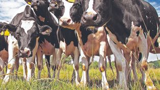 Los laboratorios veterinarios mejor posicionados en el campo