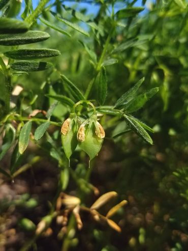 La sequía también golpeó a las legumbres y provocó caída del 90% en cosecha