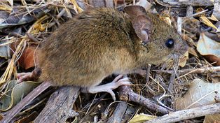 Hantavirus: cuáles son las medidas para prevenir la enfermedad