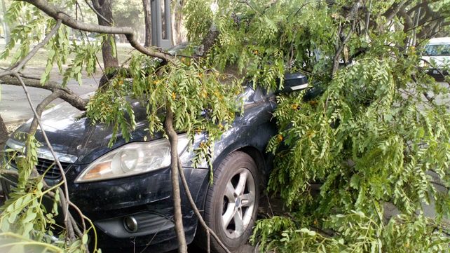 La tormenta de viento también dejó innumerables daños en la ciudad