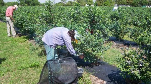 Condenan a un contratista que vendía droga a trabajadores de la fruta en Concordia