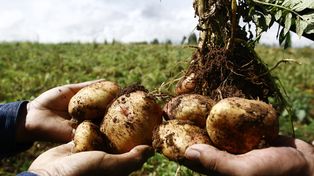 En sólo 15 años, Santa Fe perdió el 80% del cordón frutihortícola