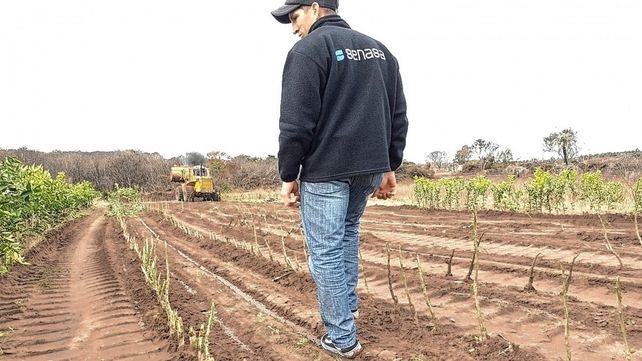 Estas acciones se enmarcan en las normas del Senasa que no permiten la producción de plantas cítricas en viveros que no se hagan bajo cubierta.