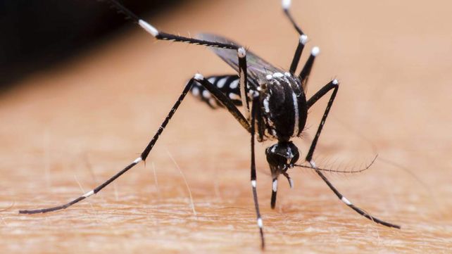 El mosquito del dengue pone sus huevos en las paredes de envases con agua