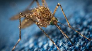 Ya produjo las primeras muertes Oropouche, el virus detectado en Latinoamérica
