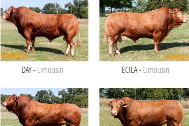 No es joda: hay un sitio de encuentros... ¡para vacas!