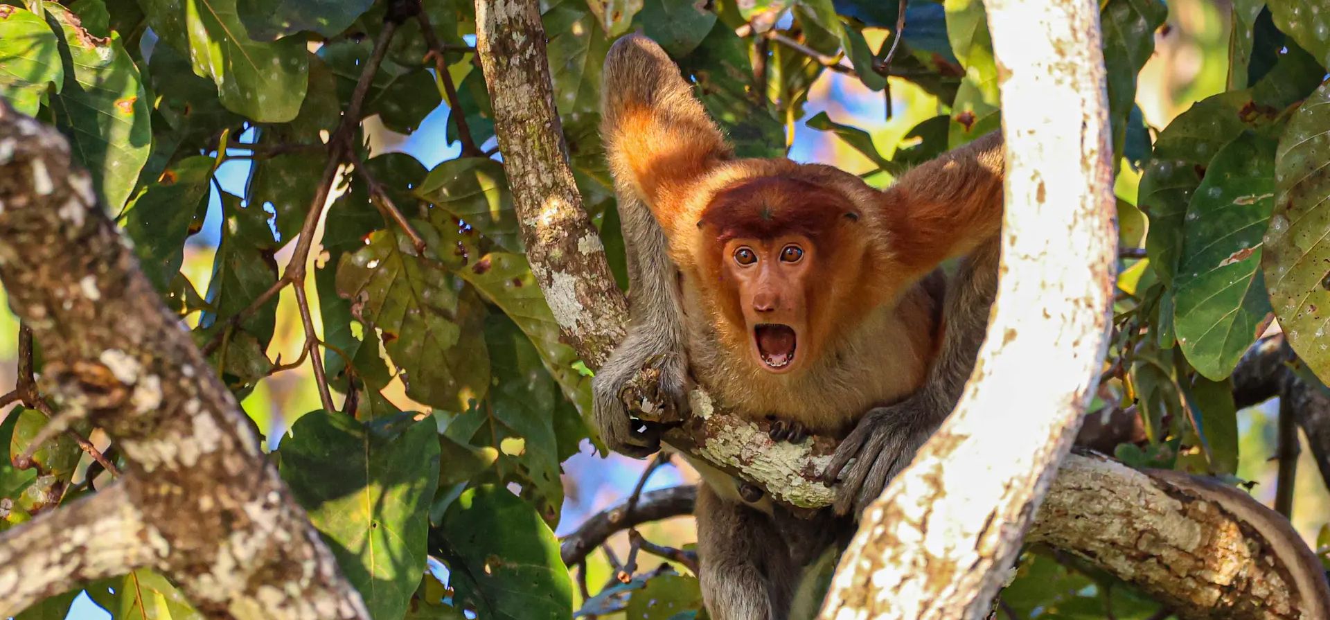 "Parar y mirar". Un mono narigudo en un árbol junto al río Kinabatangan, en Sukau, Borneo Fotografía: Andy Evans/Comedywildlifephoto.com