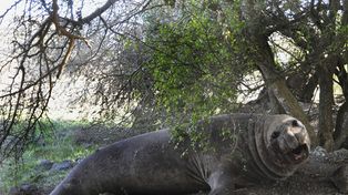 La insólita travesía de un elefante marino que fue encontrado en un campo