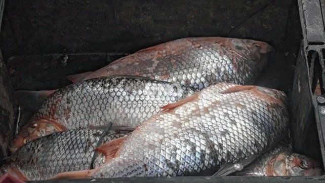 En los últimos cuatro años creció la exportación de sábalos, pese al bajo nivel del Paraná