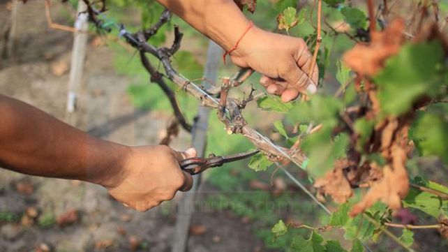 Mis padres transformaron un campo de soja en viñedo