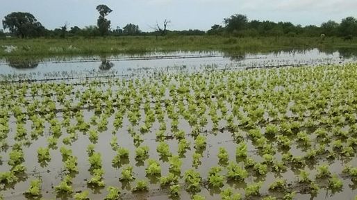 Emergencia en las quintas santafesinas: se perdió el 80% de la producción y ya sube el precio de la verdura
