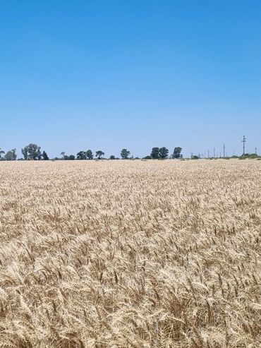 El agro argentino avanza con buenas perspectivas: soja, maíz y trigo muestran solidez pese a la volatilidad global