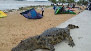 Un extraño visitante en la zona de playas de Rosario