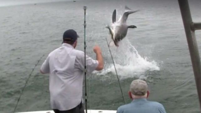 El enorme susto de un grupo pescadores ante la aparición de un tiburón blanco