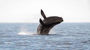 El mar patagónico, escenario de la ballena franca austral.