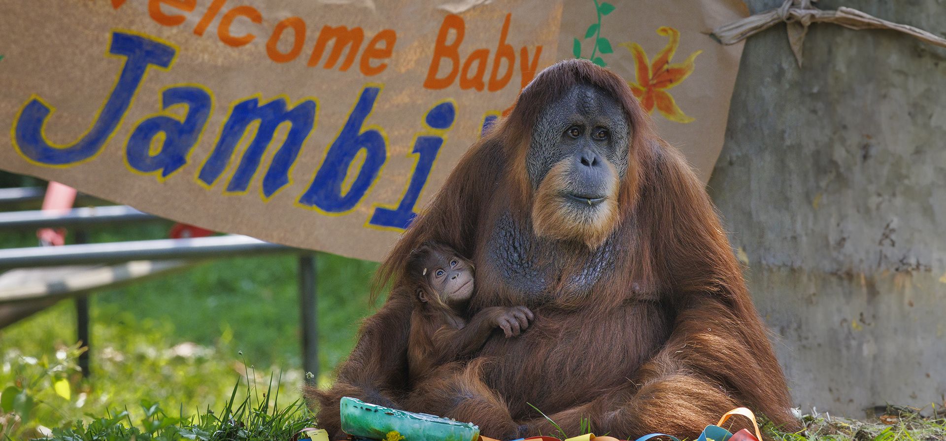 El orangután de Sumatra, Jambi, nació el 26 de junio con su madre, Tua, en el zoológico de Filadelfia el miércoles 14 de agosto de 2024. (Alejandro A Alvarez/The Philadelphia Inquirer vía AP) El orangután de Sumatra, Jambi, nació el 26 de junio con su madre, Tua, en el zoológico de Filadelfia el miércoles 14 de agosto de 2024. (Alejandro A Alvarez/The Philadelphia Inquirer vía AP)