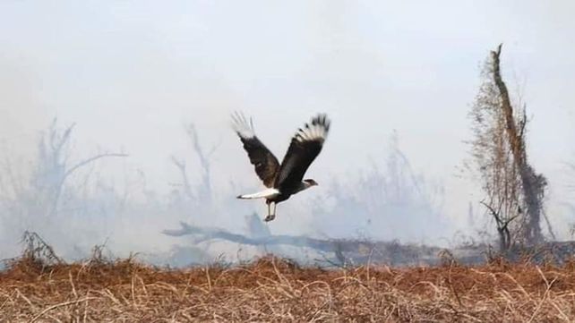 Incendios en Islas&nbsp;Foto: Federación de Bomberos Voluntarios