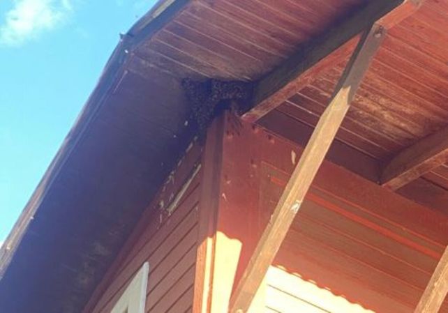Desesperado pedido de una familia de Roldán, rehén de una colmena de abejas en su propia casa