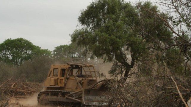 Villaguay: abren causa por la supuesta destrucción del monte nativo