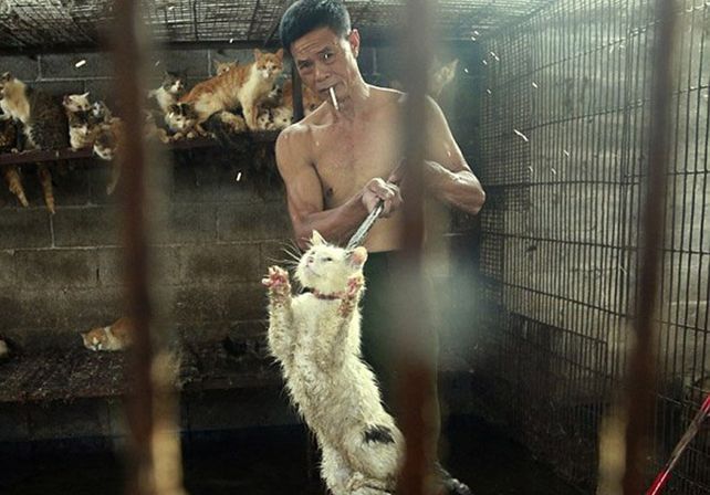 China sacrifica a miles de perros para el festival del horror