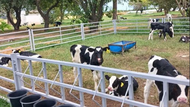 Ganadería: implementan sistemas de crianza colectiva para mejorar el bienestar animal