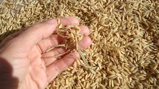 Un compuesto extraído de la cascarilla de la soja actúa contra la salmonella