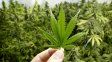 Cannabis Conicet: la nueva empresa estatal de base tecnológica
