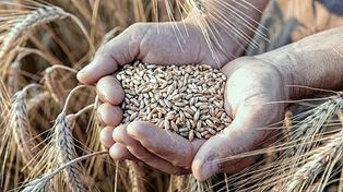 El precio del trigo cotiza en sus máximos históricos en medio de la guerra en Ucrania