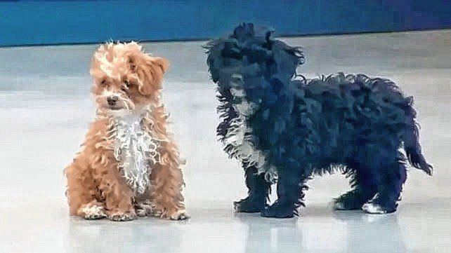 Los cachorros de Gran Hermano volvieron a verse después de varias semanas de separación