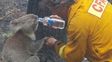 Sam, la koala sobreviviente a los incendios forestales en Australia debi&oacute; ser sacrificada