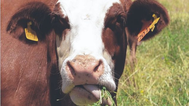 Manejo. La prótesis de acero mejora la alimentación del animal rumiante.