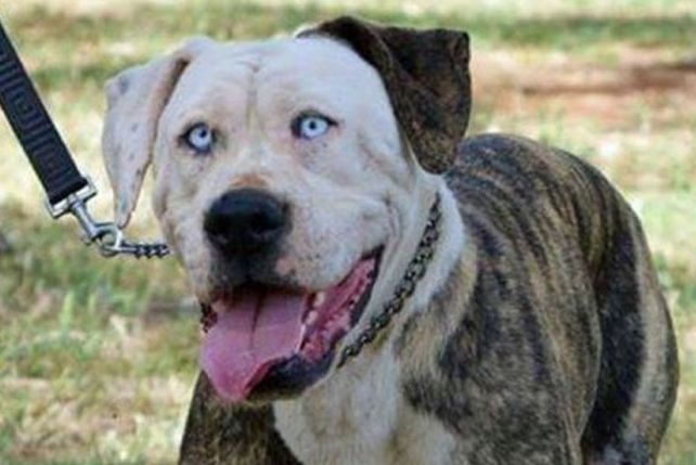 Furor por un perro que se parece a John Travolta