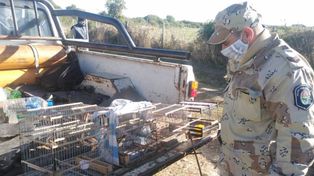 La polic&iacute;a decomis&oacute; las jaulas y liberar&aacute; las aves.&nbsp;
