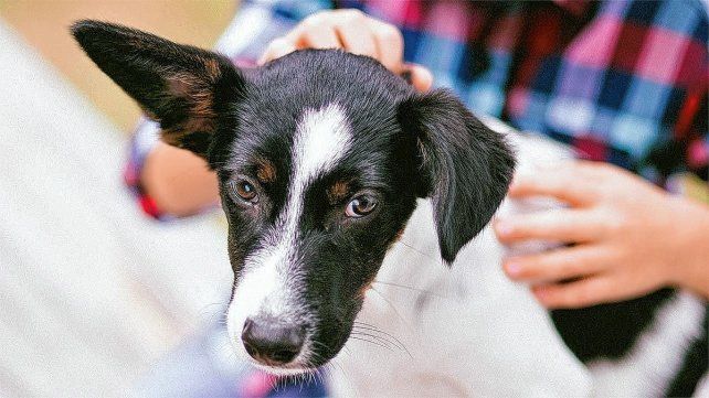 Un pichicho rescatado puede ser el mejor compañero Un pichicho rescatado puede ser el mejor compañero
