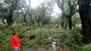 Tras la tormenta, se reutilizan los árboles en bancos, vigas y juegos