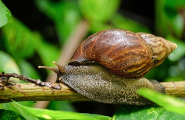Descubren en Argentina la presencia del peligroso caracol gigante africano