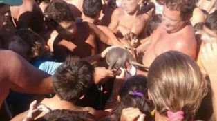 Santa Teresita: murió un delfín sacado del mar para una “selfie”