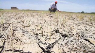 Emergencia agropecuaria en el norte santafesino: Ya no queda verde