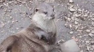 Este pequeño castor hace ejercicio con dos piedritas