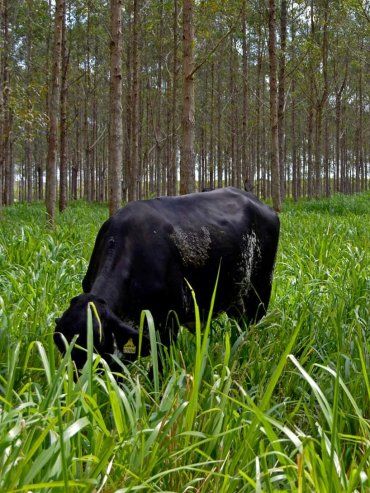 Ecobosques ganaderos: la iniciativa argentina para producir carne con cero huella de carbono