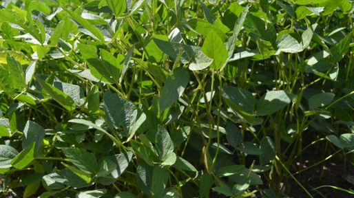 Campaña 24/25: un piso para la producción de soja