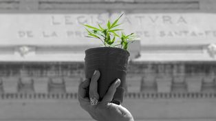 El cannabidiol (CBD) es uno de los diversos componentes químicos de la planta de marihuana, no produce efectos psicoactivos y se utiliza en forma concentrada para evitar convulsiones.