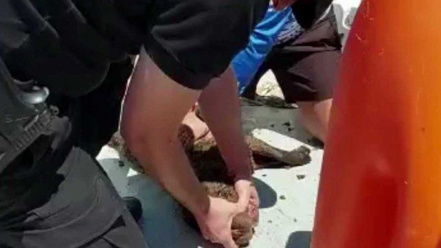 Rescataron una perra shar pei que se ahogaba en la laguna Setúbal