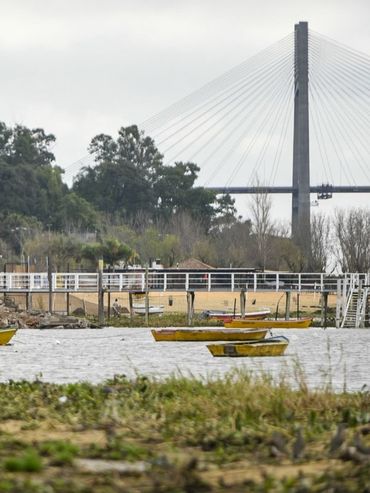 Qué traen los camalotes que llegan a las costas de Rosario en plena crecida