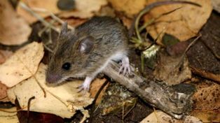 El hantavirus se aloja en las heces de los roedores