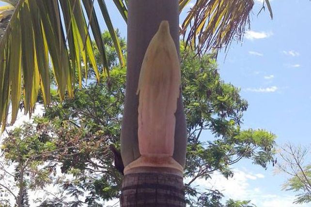 La gente se reúne alrededor de una palmera en la que ven la figura de la Virgen