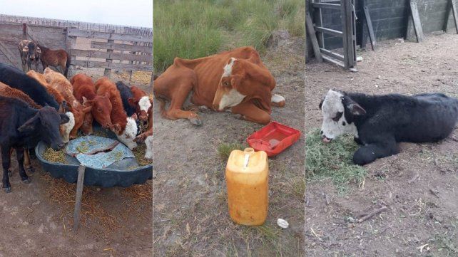 El noroeste de Santa Fe todavía sufre la sequía: La provincia dejó de asistir a los productores