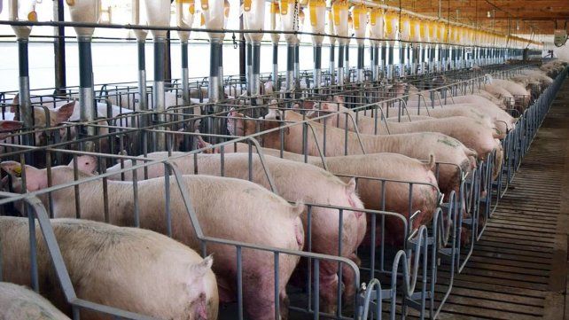 Productores de carne de cerdo advirtieron que los costos quitan rentabilidad y pidieron medidas.
