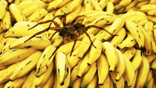 En Uruguay se registraron una decenas de mordeduras causadas por arañas del banano