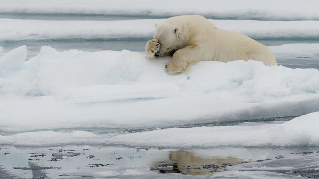 Las divertidas imágenes  del Comedy Wildlife Photography Awards 2020
